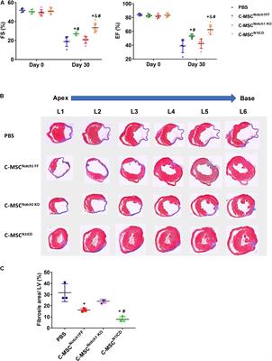 Extracellular Vesicles From Notch Activated Cardiac Mesenchymal Stem Cells Promote Myocyte Proliferation and Neovasculogenesis